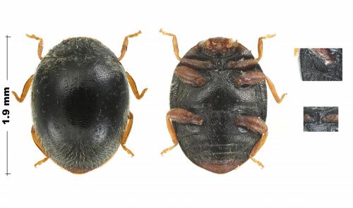 Scymnus auritus